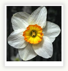 Наргис Курмукова