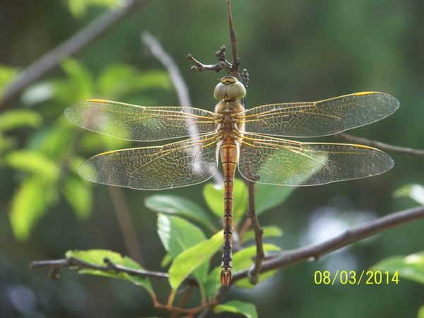 Алексей Лазаренко
