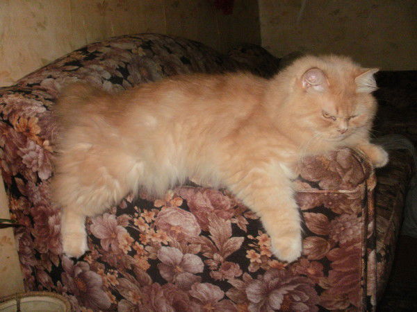 Елена Резина