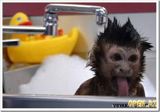 Алена Петрова