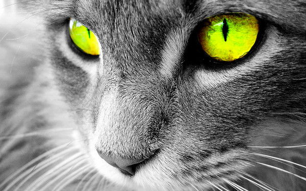 Сережа Горбунов