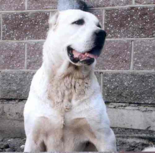 Николай Кокорев