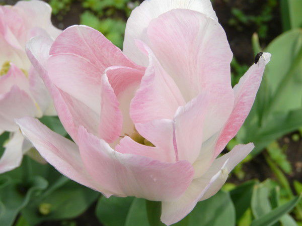 Роза Юсупова