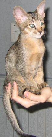 Изабелла Подосинникова