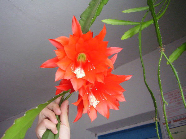 Колесников Сергей