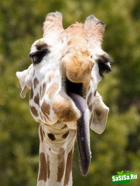 Женя Первов