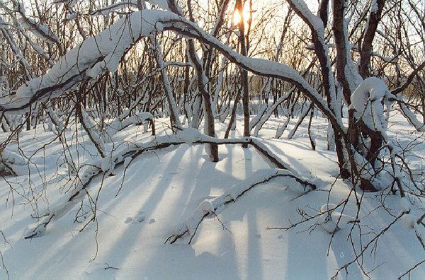 Татьяна Моргорская