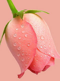 Бакыт Асенова