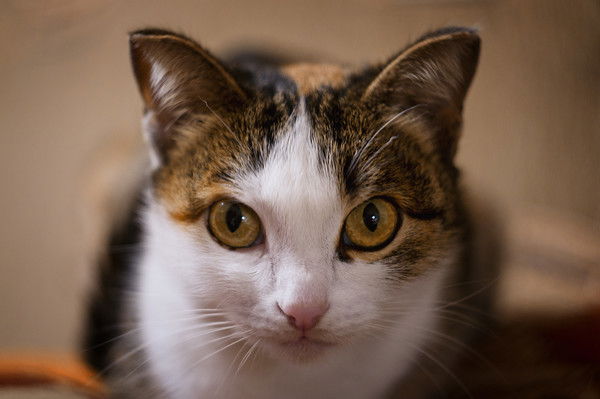 Ольга Долгова