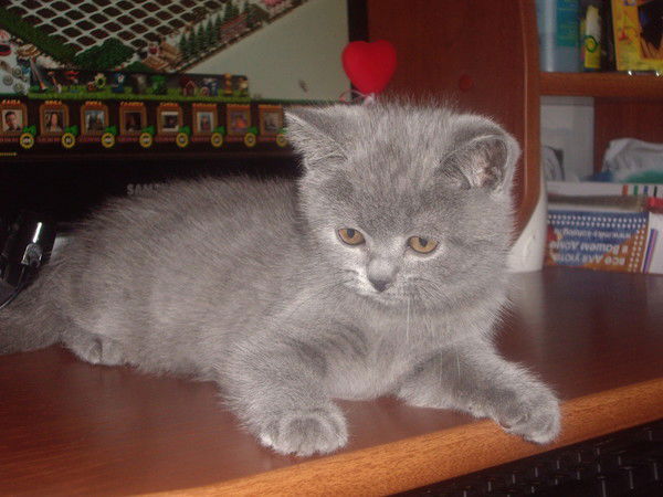 Елена Кинякина