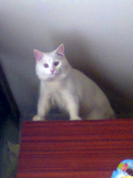 Виталий Стрийский