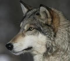 Назридин Муминов