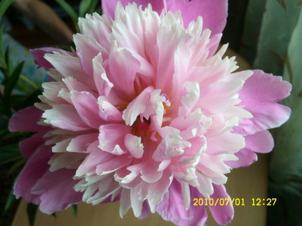 Малышева Антонина