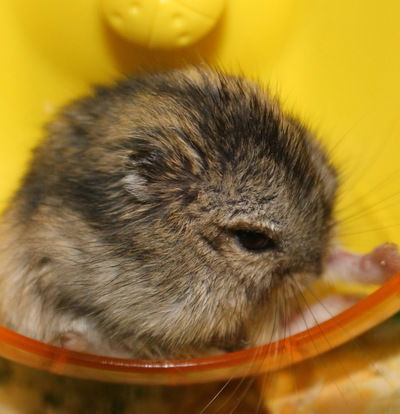 Алихан Базаргали