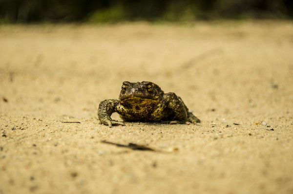Димка Караваев