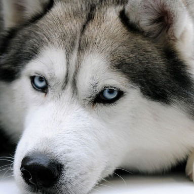 Алена Курдова