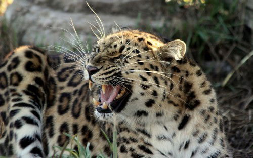 Анатолий Тырков