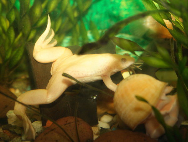 Ирина Чепко