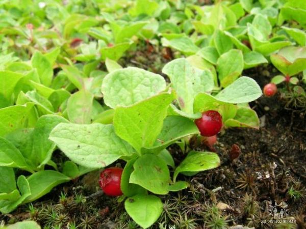 Ирина Просёлкова