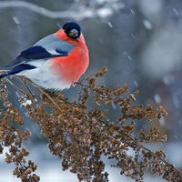 Лизонька Лизаветова