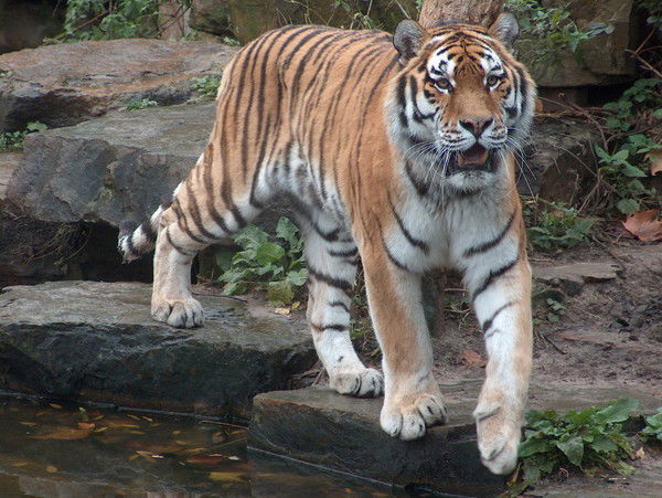 Татьяна Петрова