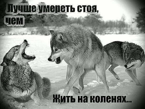 Александр Чертихин