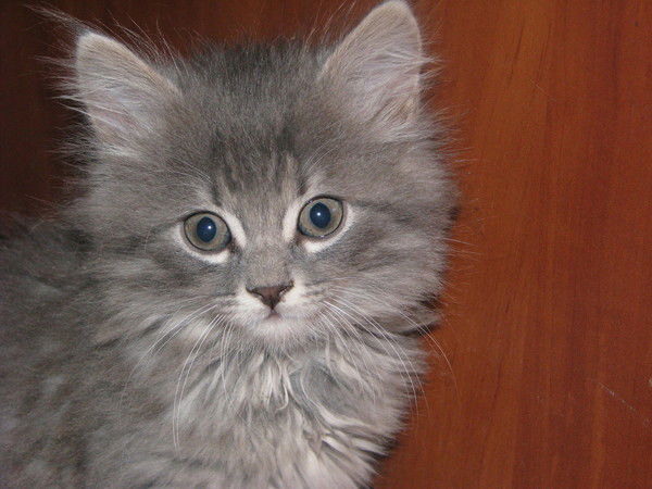 Валерий Пивоваров