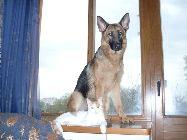 Света Яковлева