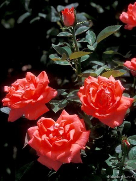 Нина Гадяцкая