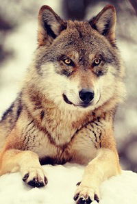 Александр Жугля