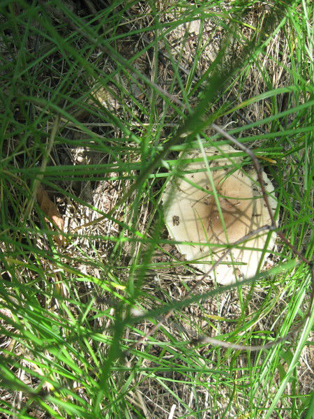 Инна Мацарская