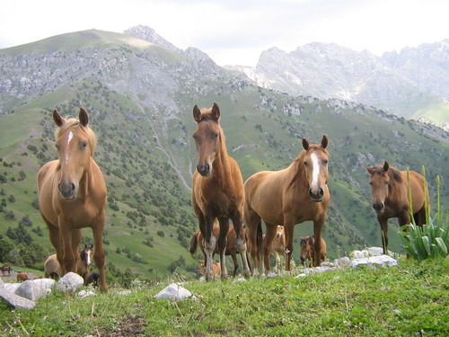 Жаркын Токтобаев