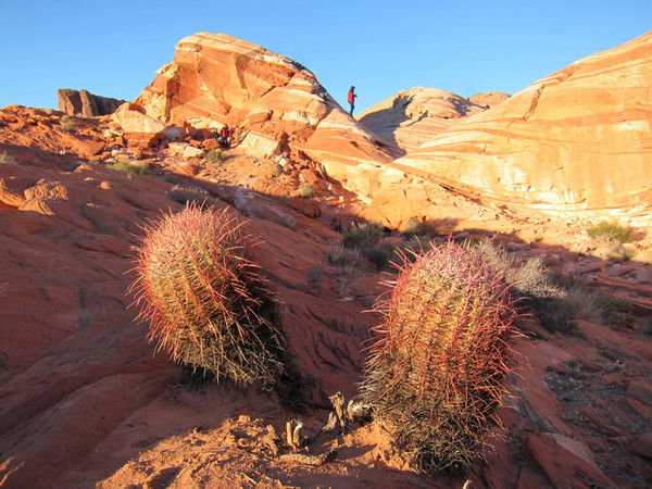 Семья Конвисар