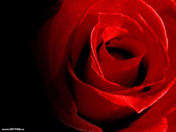 Таня Олифирович