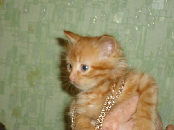 Василий Дорофеев