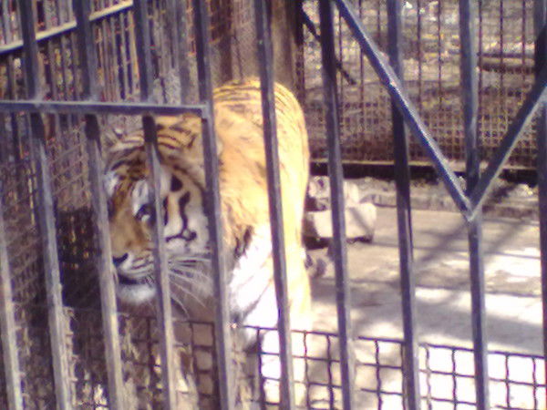 Анатолий Тульских