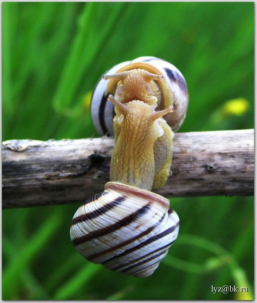 Наталия Ладышкина