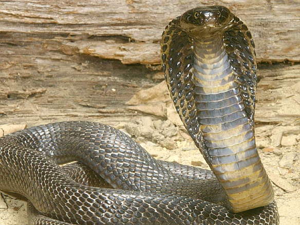 Петр Тутаев