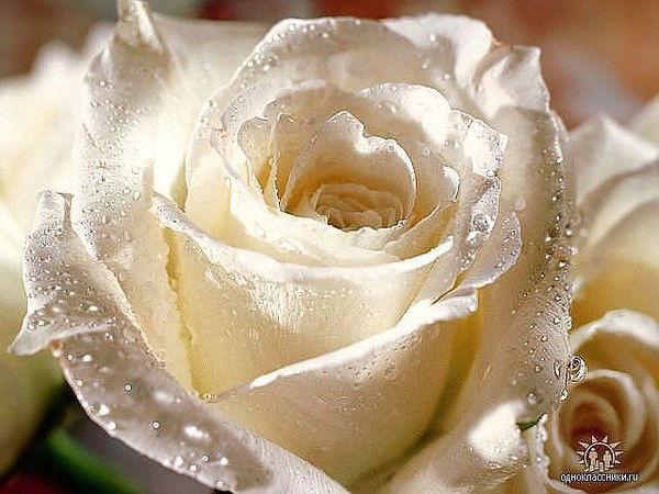 Наталья Гнс