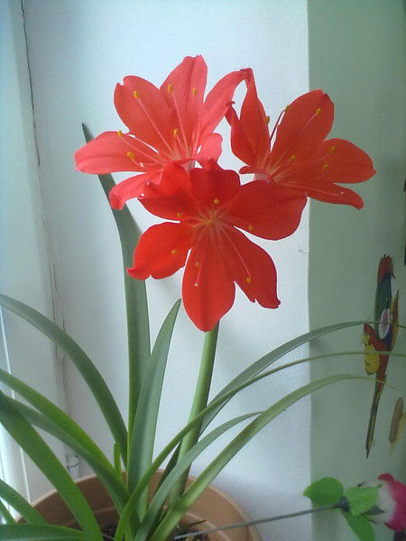 Баршын Жайманова