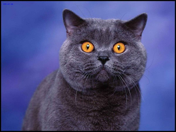 Ирина Бирюкова