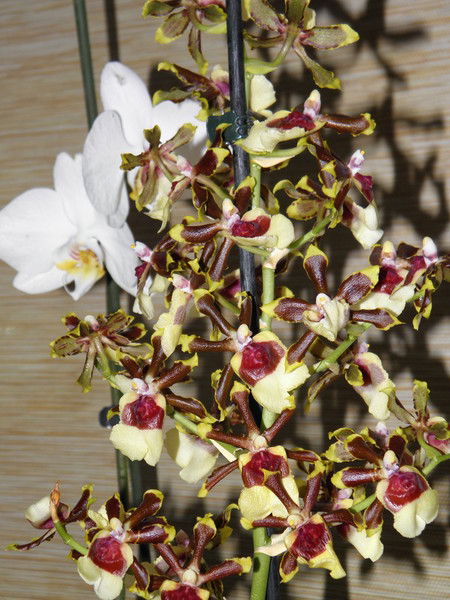 Светлана Мясоедова