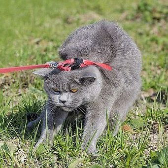 Наташа Сидорова