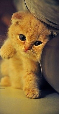 Любовь Тарова