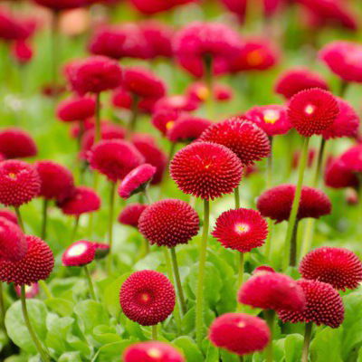 Наталия Ковзолович