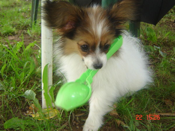 Маргарита Скутулене