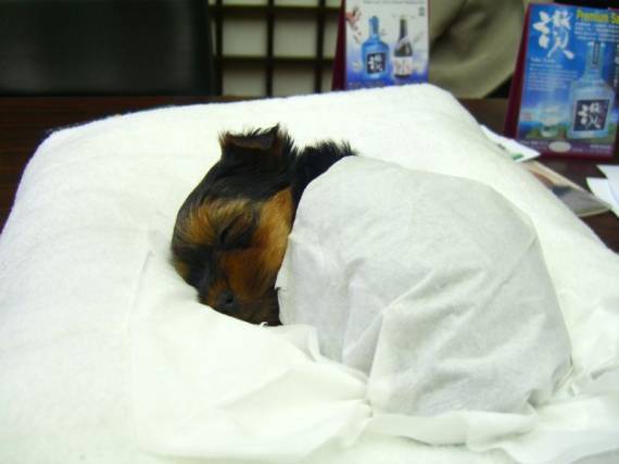 Ольга Кустова