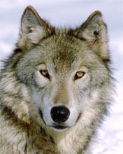 Баатар Бадыков