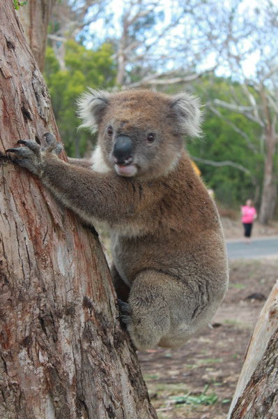 Валентина Вагнер