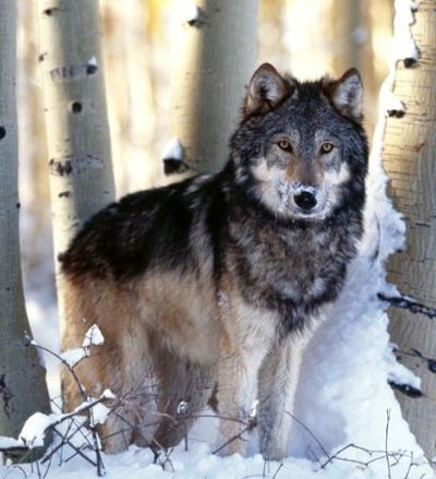 Матвей Кукаркин